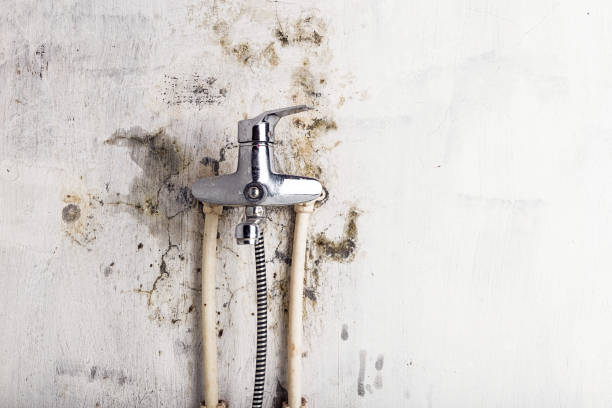 Best Insurance-Related Mold Remediation in Long Branch, NJ