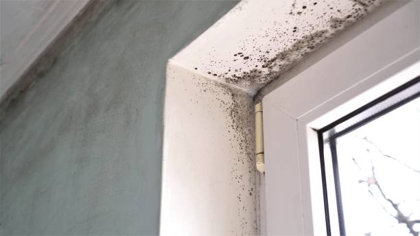 Best White Mold Remediation in Long Branch, NJ