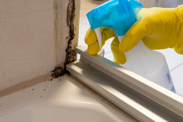 Best Crawl Space Mold Remediation in Long Branch, NJ