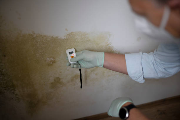 Best Commercial Mold Remediation in Long Branch, NJ