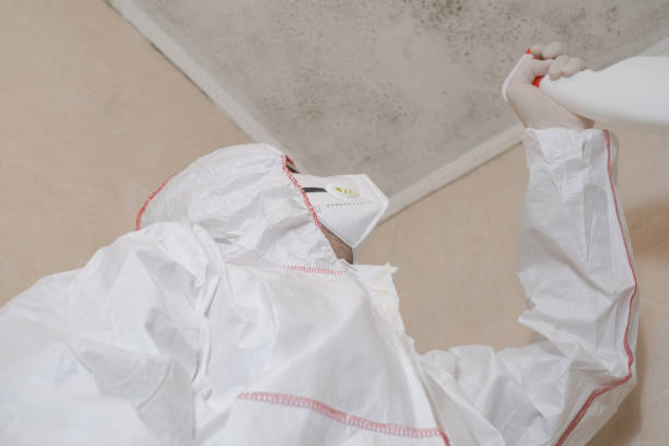 Best White Mold Remediation in Long Branch, NJ