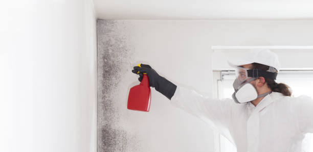 Best Black Mold Remediation in Long Branch, NJ