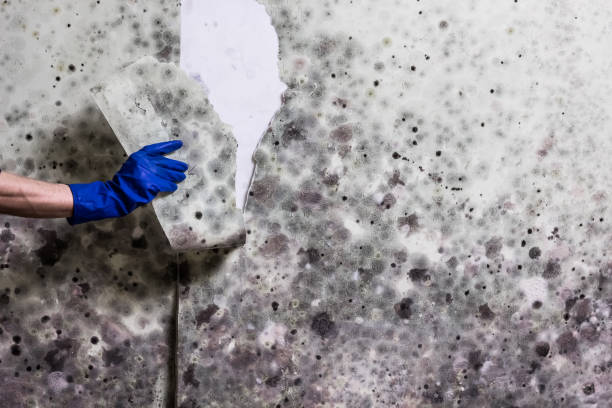 Best DIY Mold Remediation Support Services in Long Branch, NJ