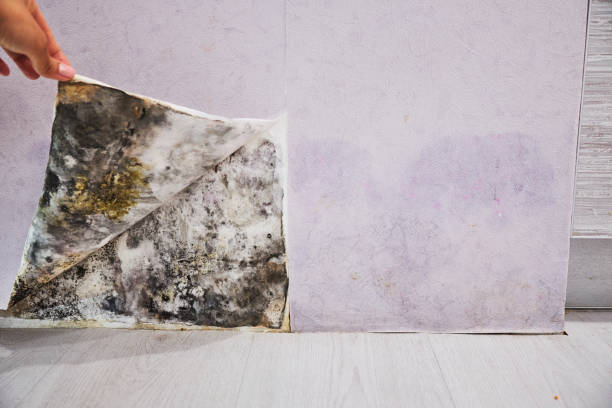 Best Residential Mold Remediation in Long Branch, NJ